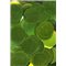 SLEVA 20% Flitry zelené limetkové, rovné 20 mm 6768-326