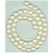 Korálky, voskované perle, průměr 10 mm, kulaté, světle krémové 