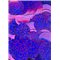 Flitry fialové LASSER, rovné 20 mm 6771-1233
